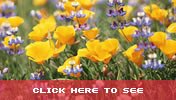 Flowers in the Gardens