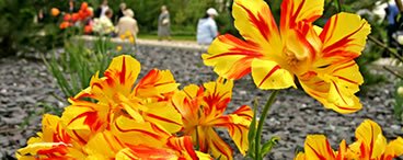 Festival Gardens in Spalding