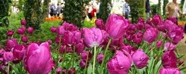Festival Gardens in Spalding