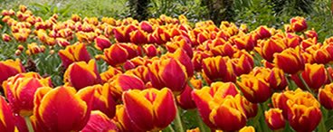 Festival Gardens in Spalding